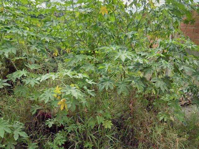 #359 - Área para Venda em Franco da Rocha - SP
