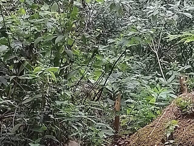 #441 - Área para Venda em Francisco Morato - SP