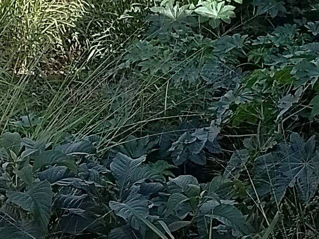 #566 - Área para Venda em Francisco Morato - SP